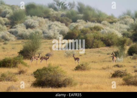 chinkara or Indian gazelle (Gazella bennetti sykes) Stock Photo