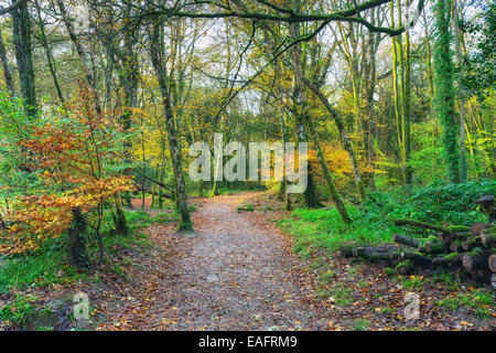 A path leading through Autumn woods near Respryn in Cornwall Stock Photo