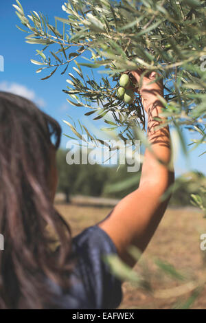 Hand holding olive tree branch. Sun light Stock Photo