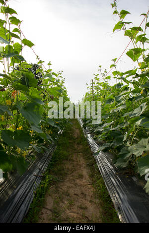 The cucumber, leaf, flower, green, ivy, planting, conversion. Stock Photo