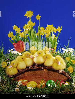 Six ducklings sit on a tree before a Easter decoration Stock Photo