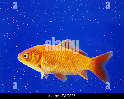 Gold fish floats in the aquaroum Stock Photo