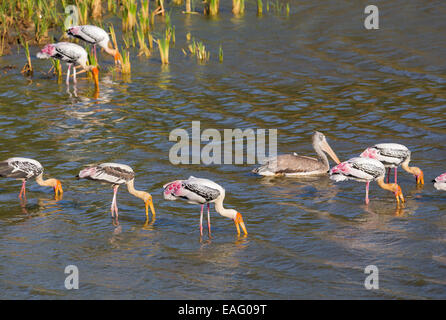 Painted Stork (Mycteria leucocephala) feeding in a lake, Yala National Park, Sri Lanka Stock Photo