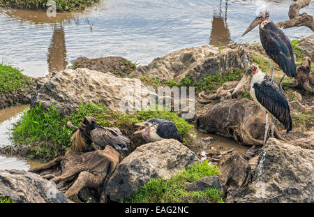 Marabou storks (Leptoptilos crumeniferus) and a White-backed vulture (Gyps africanus) on dead wildebeest at the Mara River Stock Photo