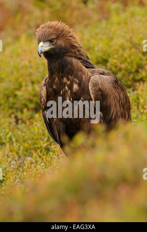 Golden Eagle, in the middle of autumn colored vegetation showing off his proud or angriness by putting up the crown of feathers Stock Photo