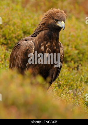 Golden Eagle, in the middle of autumn colored vegetation showing off his proud or angriness by putting up the crown of feathers Stock Photo