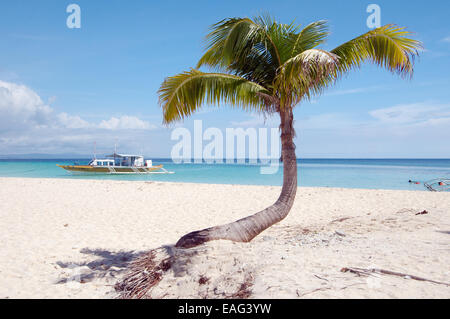 Palm tree on the shore of the island Malapaskua, Bohol Sea,  Philippines, Southeast Asia, Stock Photo