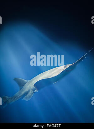 Green saw fish swimming through sunbeam Stock Photo