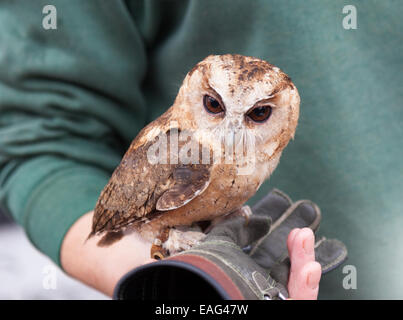 Small owl in handlers hand Stock Photo