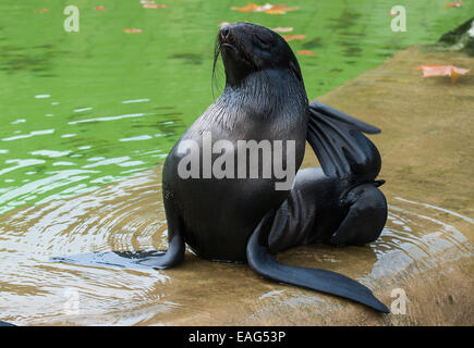 Berlin, Germany. 14th Nov, 2014. A young seal sits in its enclosure at the zoo in Berlin, Germany, 14 November 2014. Photo: PAUL ZINKEN/dpa/Alamy Live News Stock Photo