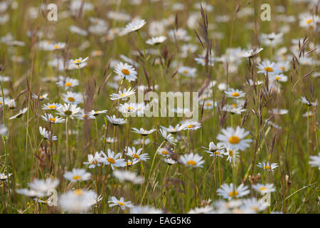 Ox-eye daisies / oxeye daisy (Leucanthemum vulgare / Chrysanthemum leucanthemum) in flower in meadow Stock Photo