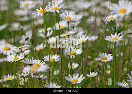 Ox eye daisies / oxeye daisy (Leucanthemum vulgare / Chrysanthemum leucanthemum) in flower in meadow Stock Photo