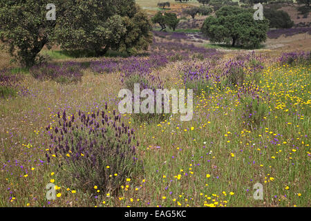 French lavender / topped Spanish lavender (Lavandula stoechas) in flower in meadow in montado / dehesa, Alentejo, Portugal Stock Photo