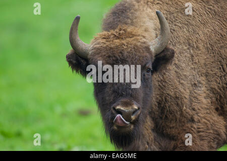 Close up portrait of European bison / wisent (Bison bonasus) licking its nose Stock Photo