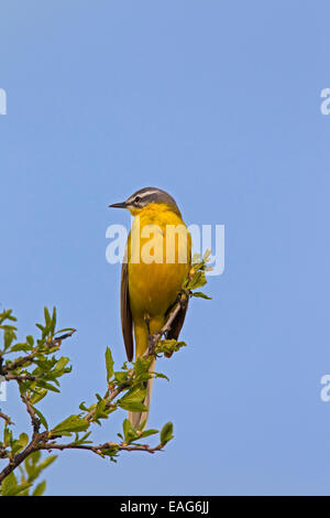 Western yellow wagtail (Motacilla flava), male perched on twig in spring Stock Photo