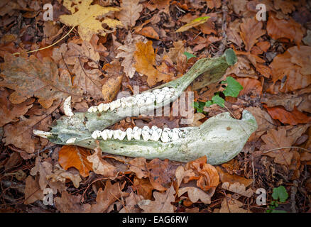 Lower jaw of a wild boar in the forest. Stock Photo