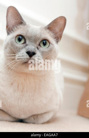 Lilac  Burmese young cat Stock Photo