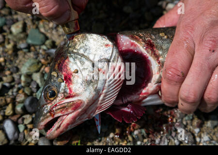 A man cleans a Lake Trout fish (Salvelinus namaycush) on Whitefish Lake in Whitefish, Montana. Stock Photo