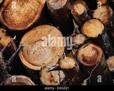 nice wood logs slices background  in the yard Stock Photo