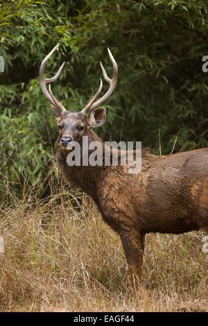 A Sambar deer (Rusa unicolor) in India's Bandhavgarh National Park. Stock Photo