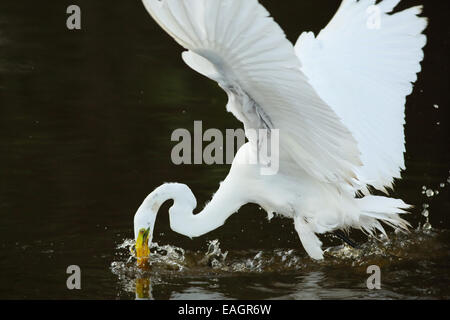 Great egret (Ardea alba) fishing in a stream in Guanacaste, Costa Rica, Central America. Stock Photo