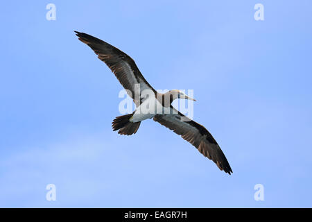 Brown Booby (Sula leucogaster) flying near the Papagayo Peninsula on the Pacific coast of Costa Rica. Stock Photo