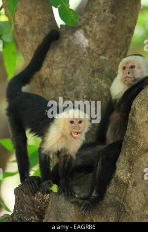 White-faced capuchin monkeys (cebus capucinus). Palo Verde National Park, Guanacaste, Costa Rica.