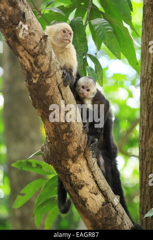 White-faced capuchin monkeys (cebus capucinus). Palo Verde National Park, Guanacaste, Costa Rica.