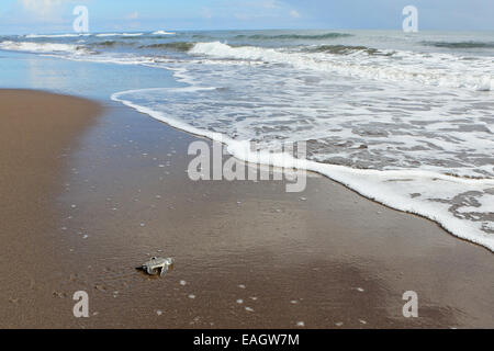 Green turtle hatchling (Chelonia mydas) running to the ocean in Tortuguero National Park, Costa Rica. Stock Photo