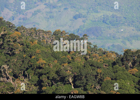 Deforested land beyond oak trees (Quercus costaricensis) in cloud forest on Cerro de la Muerte mountain, south-east of San José. Stock Photo