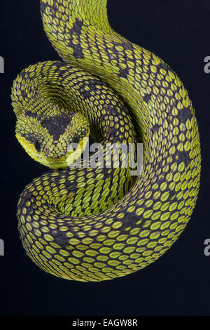 Great Lakes bush viper (Atheris nitschei) Stock Photo