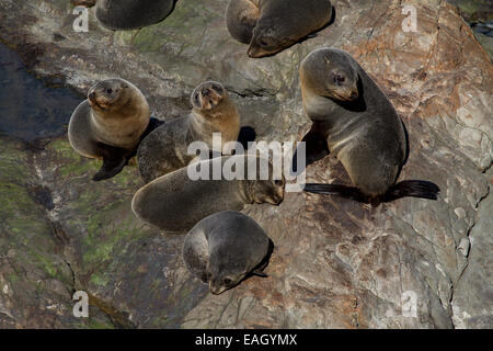 A group of seal pups at the rocks near Kaikoura (New Zealand) Stock Photo