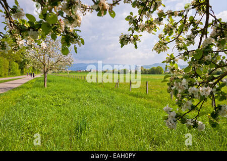 Spring blossoms of fruit trees on the street of Freiburg im Breisgau, Germany Stock Photo