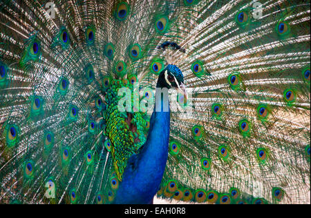 Portrait of beautiful peacock with feathers out Stock Photo