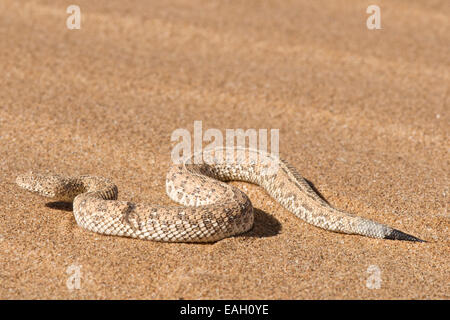 Peringuey's desert adder / Bitis peringueyi Stock Photo