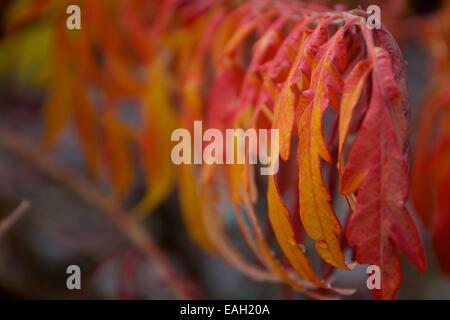 Still holding on - Hanging autumn leaves in every colour Stock Photo