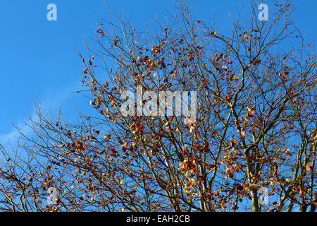 Aberystwyth, Wales, UK. 15th November, 2014. Blue sky, the last autumn beech leaves and still conditions combine to give a perfect autumn morning in west Wales after a stormy night - 15-Nov-2014 - Credit:  John Gilbey/Alamy Live News Stock Photo