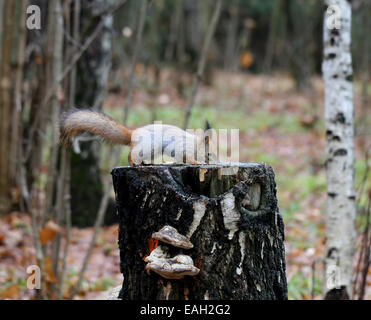 Forestry protein in white winter coat photographed close up Stock Photo
