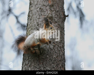 Forestry protein in white winter coat photographed close up Stock Photo