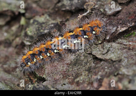 Jersey tiger moth caterpillar. Dorset, UK March 2011 Stock Photo