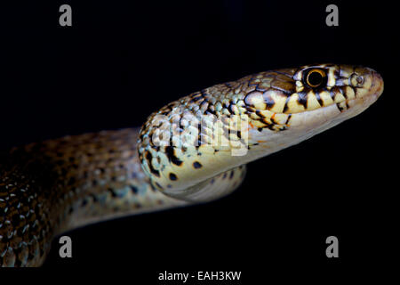 Balkan whip snake / Hierophis gemonensis Stock Photo