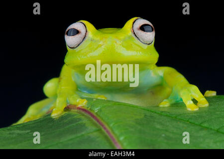 Glass frog / Hyalinobatrachium fleischmanni Stock Photo