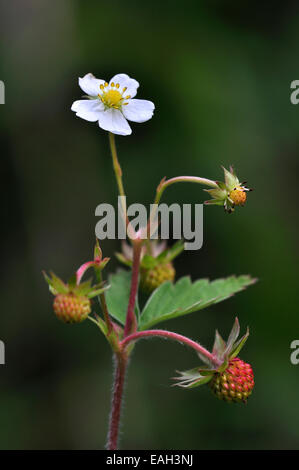 Wild strawberry flower and fruit UK Stock Photo