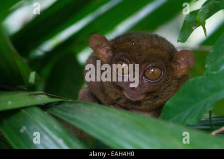 A Philippine tarsier (Carlito syrichta) cautiously peeks from his resting place in the forest of Bohol Island in the Philippines Stock Photo