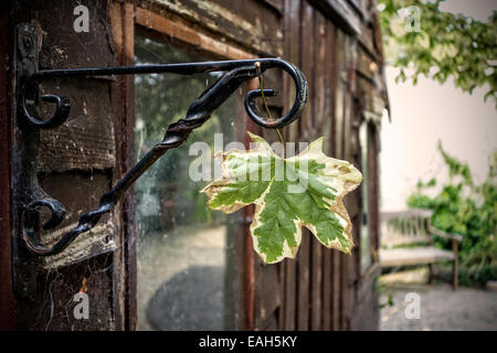 Flown there by the wind. A tree leaf in autumn / fall caught in a hanging basket bracket. Stock Photo