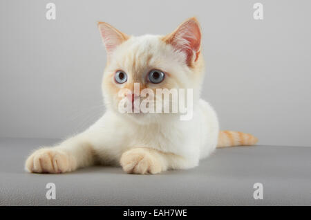 A Selkirk Rex Variant kitten Stock Photo