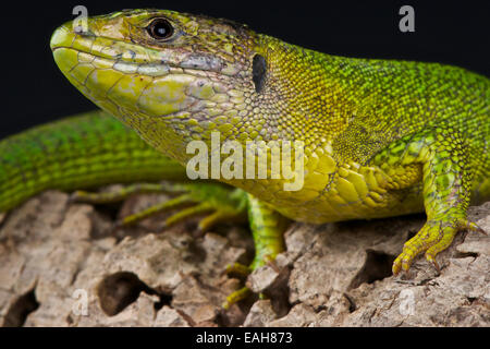 Balkan green lizard / Lacerta trilineata Stock Photo