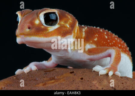 Knobtail gecko / Nephrurus levis Stock Photo