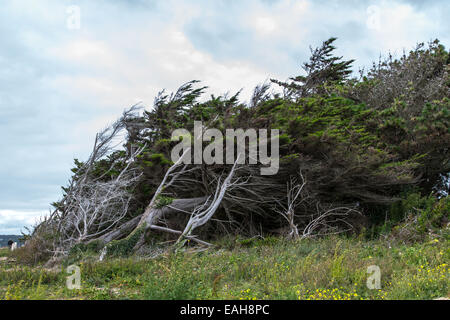 Wind blasted trees Guidel plages Brittany France Stock Photo