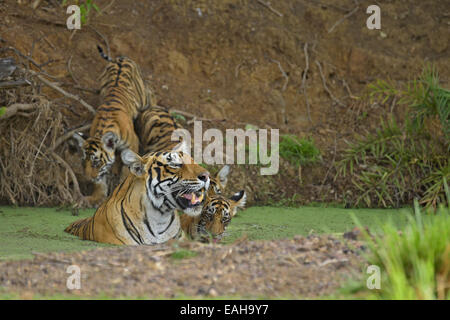 Wild Indian Tiger mother with her young cubs in a waterhole in the hot summers of Ranthambore Stock Photo